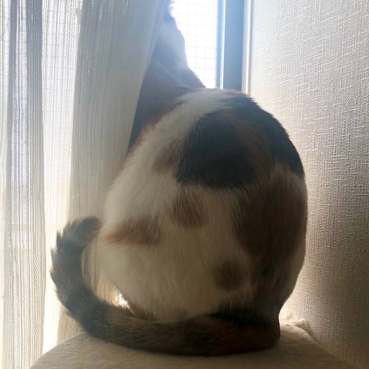 A9942d68 e9ba 4e2b 90b0 76c868d285e5 1586675152667