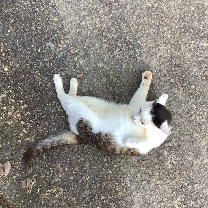 A9961f18 0486 4e6e b37b 48475146e863 1595599229622