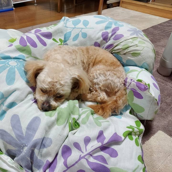 A998c678 5f3f 4343 8260 dbe9d6203db1 1619349133749