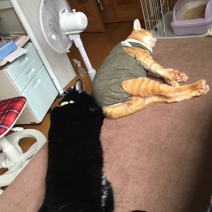 A9996f8a 5661 4c59 b4dd ba2bf36b6339 1532862780498