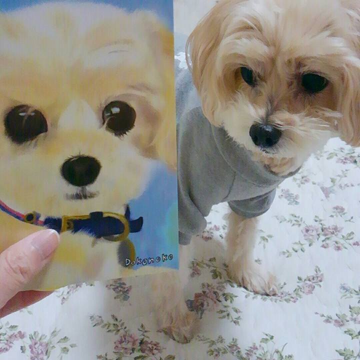 A99afd28 287c 4a4d 90d2 dd3d32d7a407 1512725992324