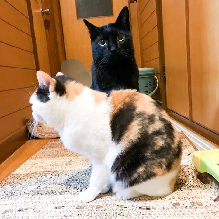 A99b0b88 d4e3 4cb6 a219 718f1fb89dbe 1526346767366