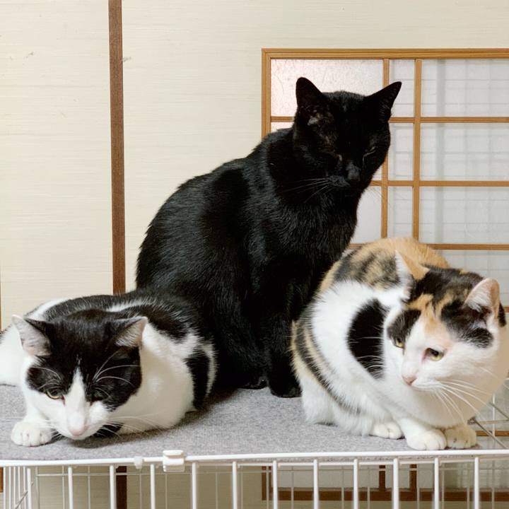 A99b61fb 72cc 409f 9551 89164e0e08ea 1541125828728