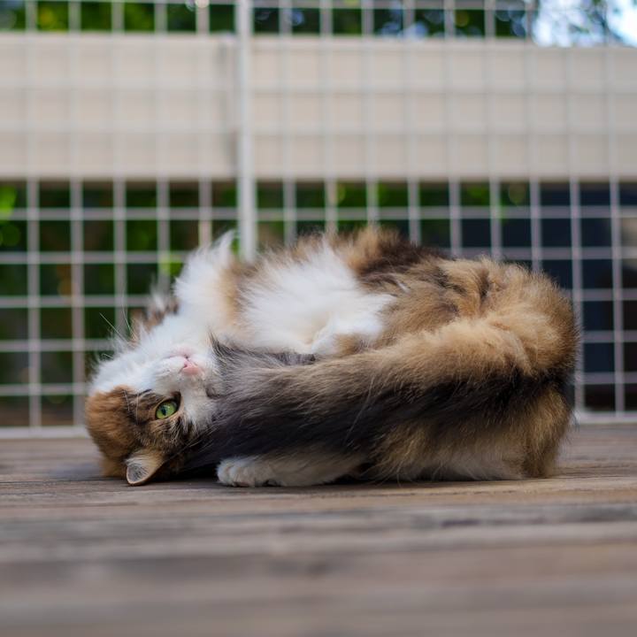 A99c5bb3 13d8 4801 87b9 b25aa23dac0e 1737532517033