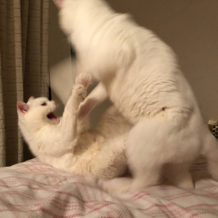 A99c6625 6051 4db4 922f 7a444abd711d 1559113975146