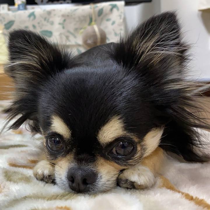 A99d80bc dbaa 4423 8a66 3fd3f1ada8c1 1640039646008