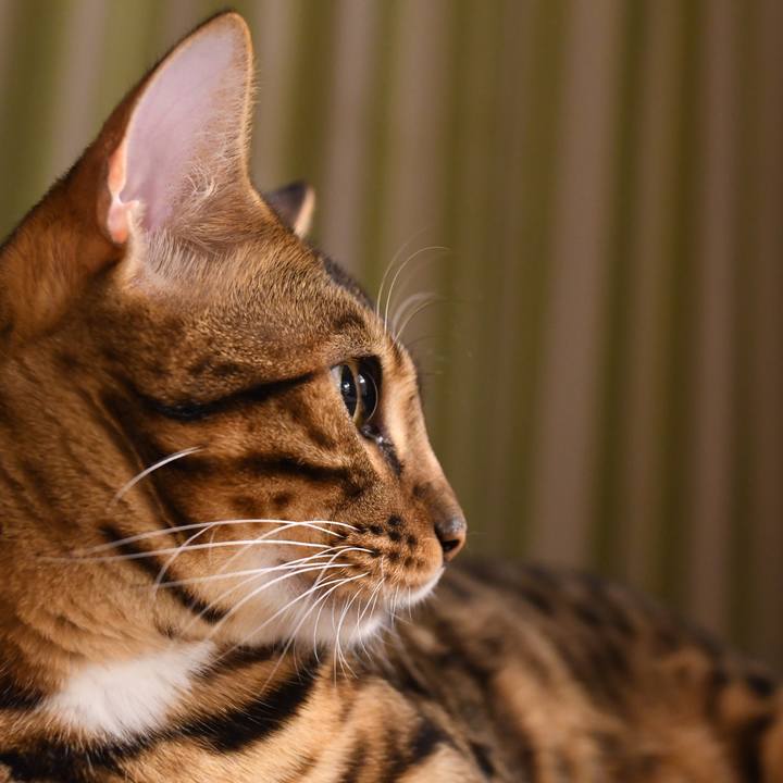 A99dc2b3 e059 4604 8a87 bc88ce0593c5 1510500643585