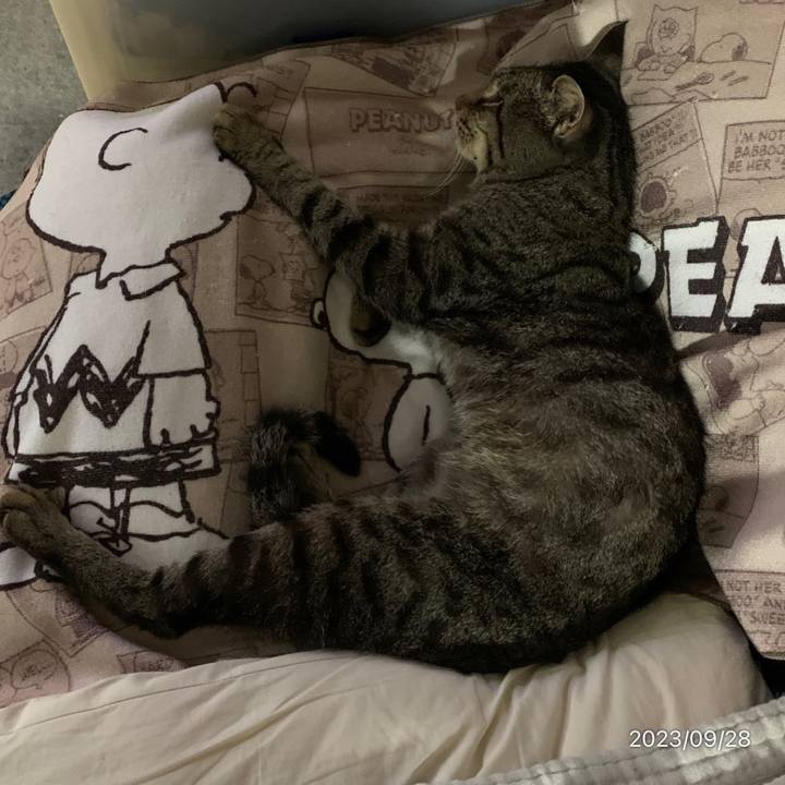 A99ebbfa 9964 4843 9d27 d26dff1d7c50 1695852072558