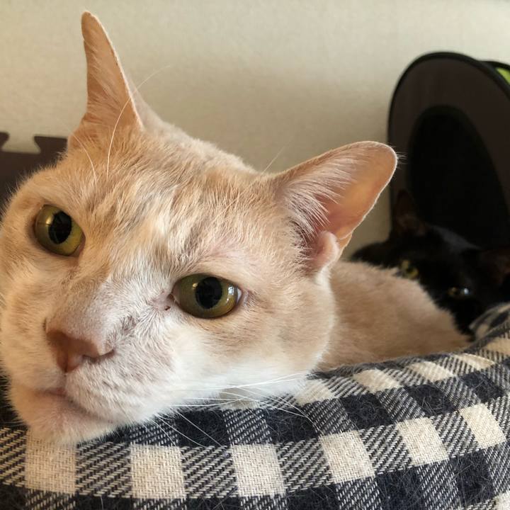 A99fa7ba 6c2d 401c a90c a3c2b644e0af 1582330124952