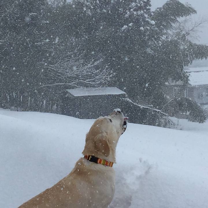 A99fe0bd 6e10 4b5f a773 c96caec580d0 1513686025821