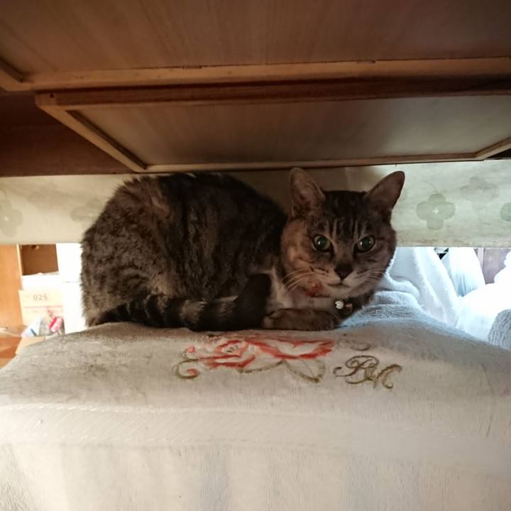 A9a15999 98d1 42b8 8f33 23343e28b92d 1590873168007