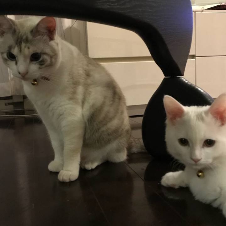 A9a38113 751b 40cf b8f2 d21e3d71ef2d 1511693211493