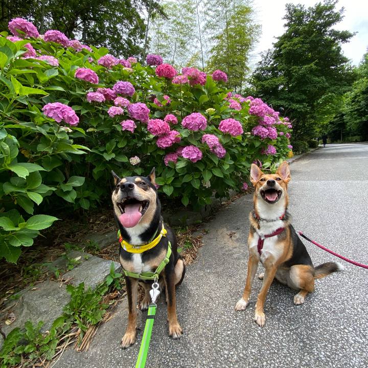 A9a6eed1 4f00 4e4d b9d8 190fd752b6da 1592631984571