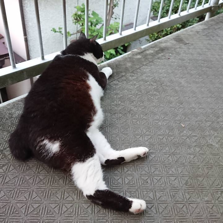 A9a81355 a484 46ab 812e 60400c4d8464 1593165296911