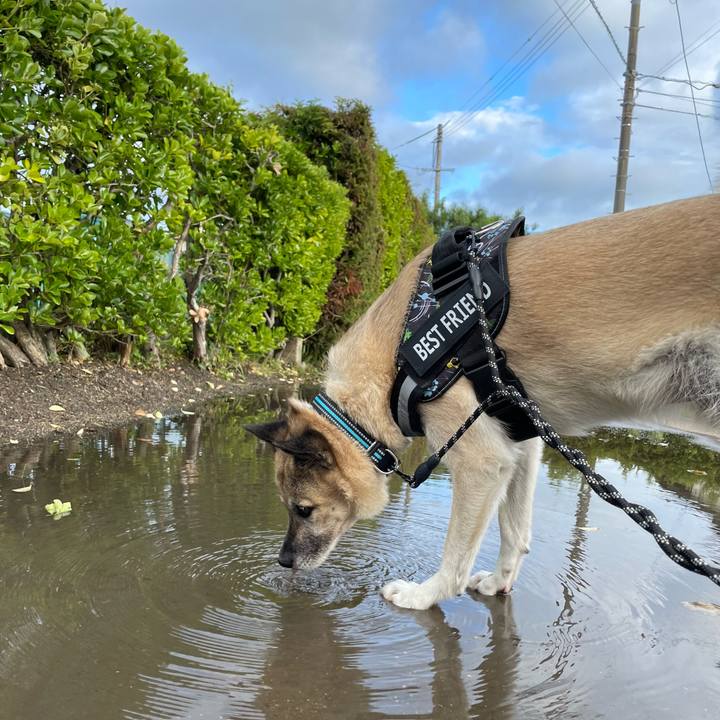 A9a8fac3 2ff1 4100 9861 ad71fbda88f6 1730548765685