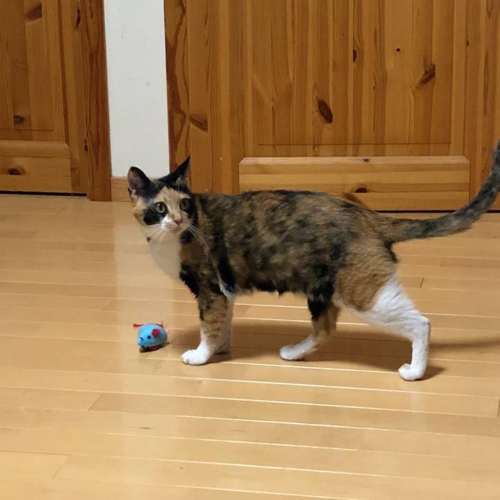 A9aa48f7 bbe3 445c beec 3f120ce03a9b 1542197317372