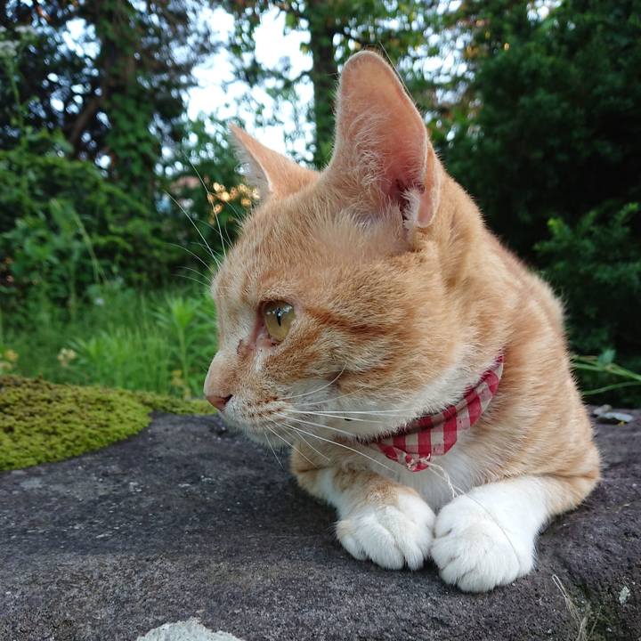 A9aa61cd d88a 4251 a3f0 aa415817795b 1562232995245