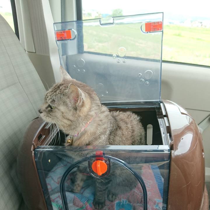 A9abc98a 40f5 4abc b372 c9d16b905d59 1590911815663