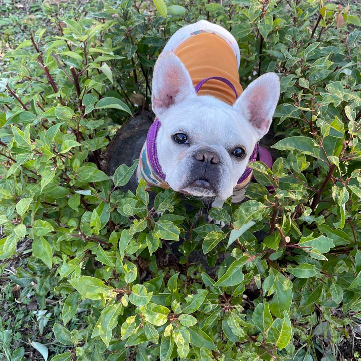 A9ac553d 0100 4c92 9d66 f35e08fe04e5 1733094116257