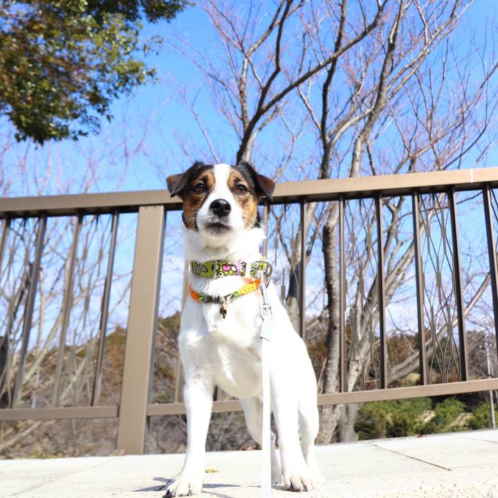 A9ace98c 2bfc 4bf0 a249 9dc418a736e9 1550381450118