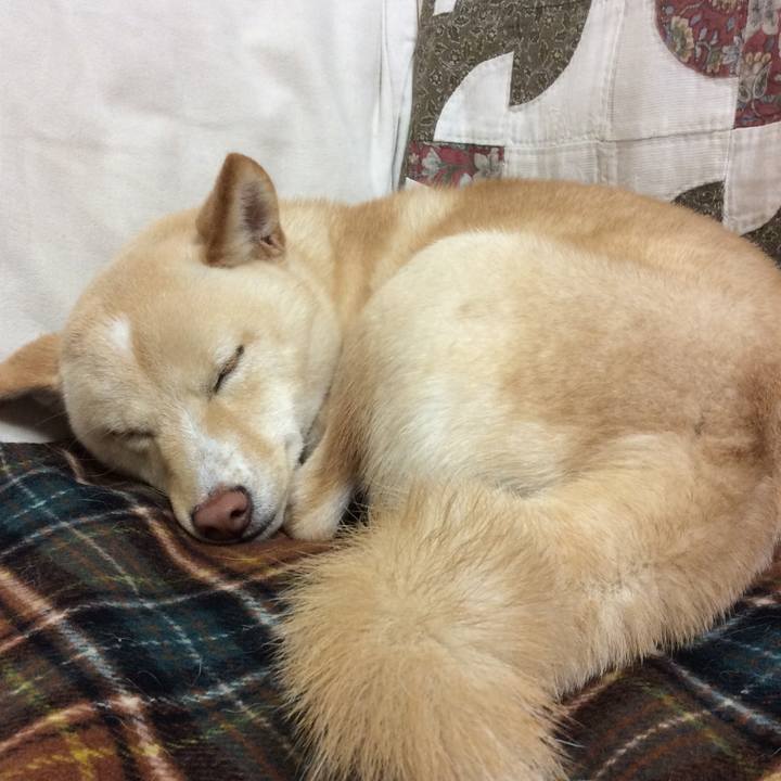 A9af3b62 9257 494c 8918 c87bb30f93d2 1512217974110