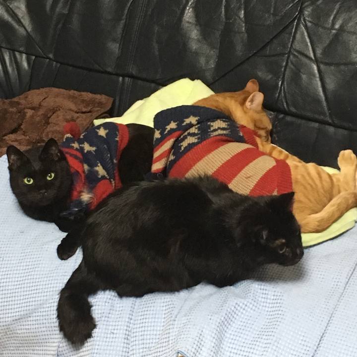 A9b073a0 2a58 40cf 8194 8706a6c47421 1542284044469