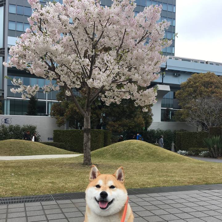 A9b461e0 55ed 4ea9 8732 4abd30cd9a77 1553906677228