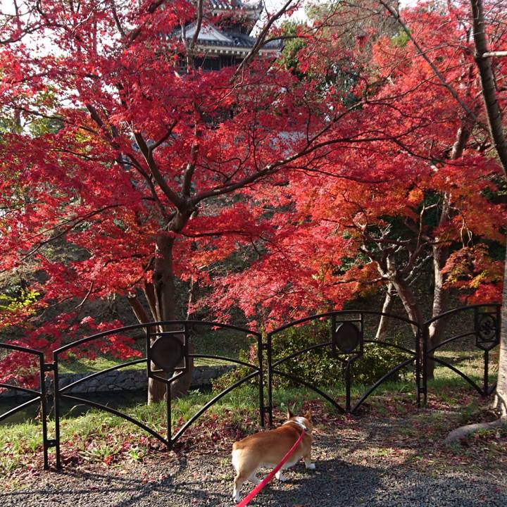 A9b54008 49e5 4d50 be4f 7ff79fe059ac 1607417126204