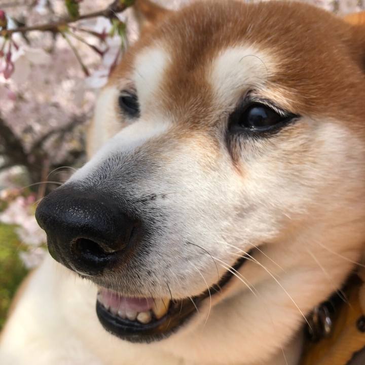 A9b5cd16 6eba 4418 b49a 90ed0dce9134 1554691981227