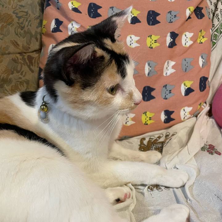 A9b6cc00 2c88 4f48 8851 d9ce3adff55b 1691663997891