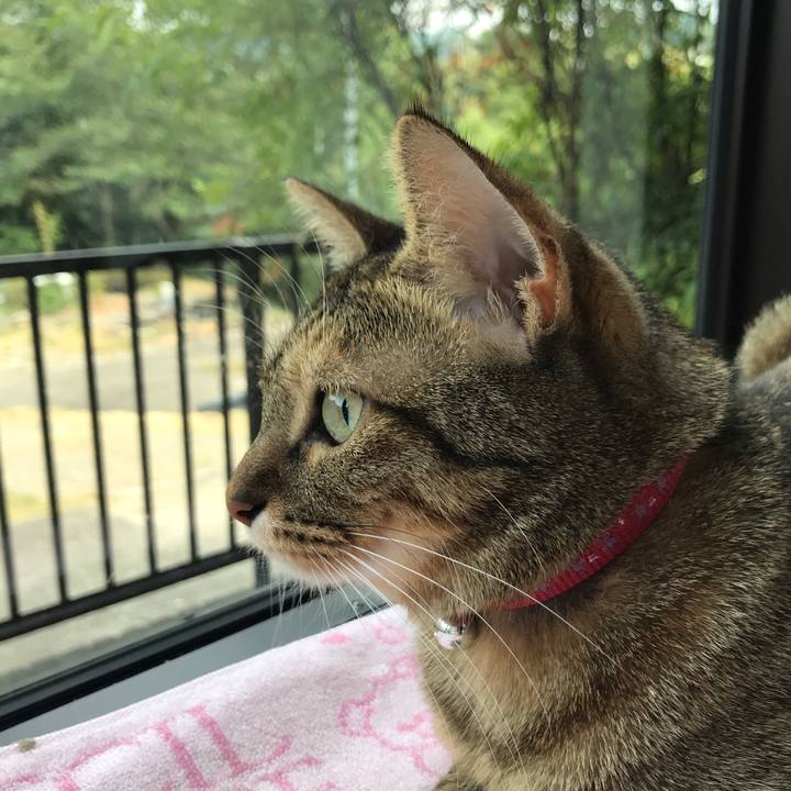 A9b88f68 a234 4ab0 99aa 1ee88b7ea3b7 1597987313068