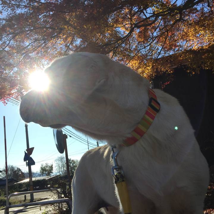 A9b9fafa 0fb0 4de7 b92f 133b6647338c 1512264127030