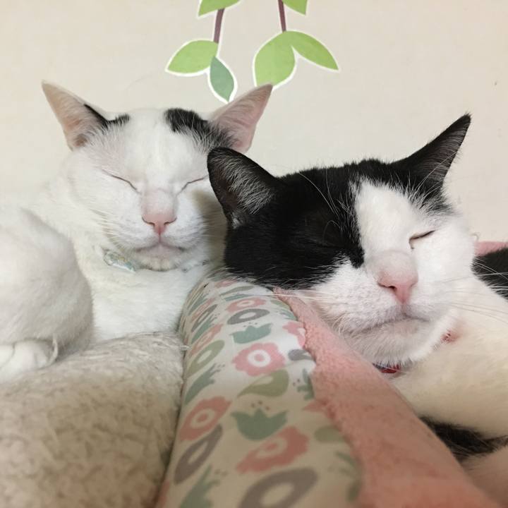 A9bac911 5cc3 48ff b53e 6614565760ea 1515508121128