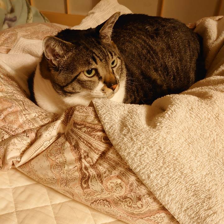 A9bb84cc 5daf 442c bc12 320a95cf29b5 1585917522704