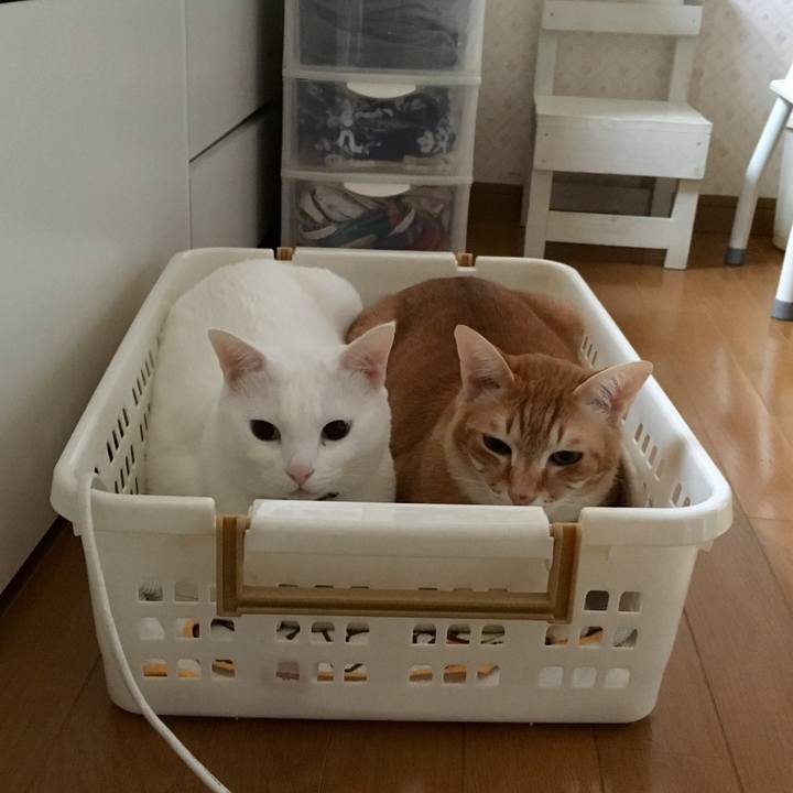 A9bce012 8212 4e9c 922e a7cc4575cfbc 1551569358327