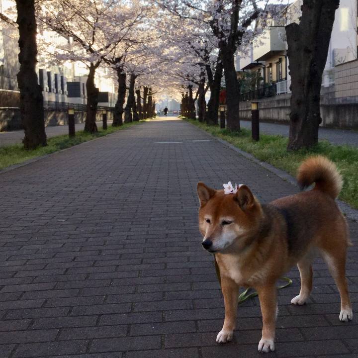 A9bd03b4 40c0 4155 89a5 d943e52df215 1585038022470