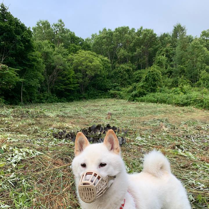 A9be0938 e1bf 4f16 8b20 e755cd8b2179 1562707125307