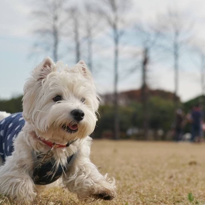 A9bfa9e0 afca 4080 b99a 6b16f99bbfae 1512212805492