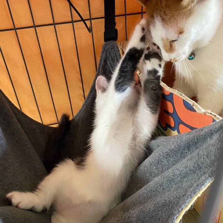 A9bfd900 014b 48c3 aea6 0d0501f0a0fe 1759362954421