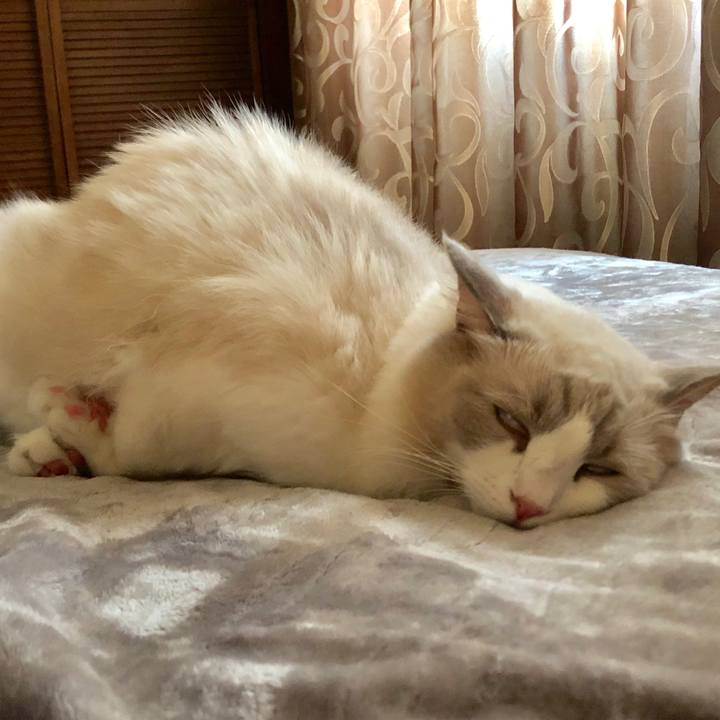 A9c1ac45 febc 4351 8b1a 63ed7ac7ad61 1570496682664