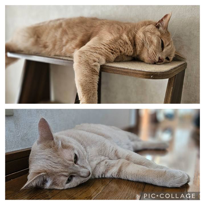 A9c375b9 f480 454d 9549 d0aa034c22c0 1754180551071