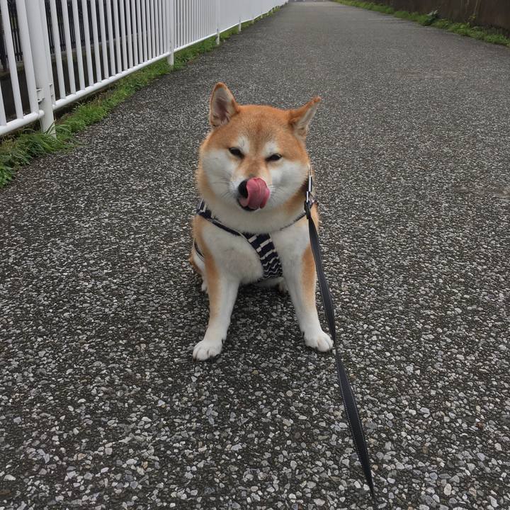 A9c43705 6b32 447c bb31 07aa033f9291 1542002184496