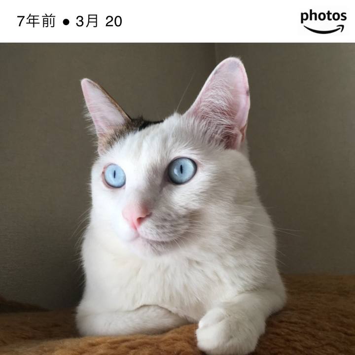 A9c4b54d a9ab 411d 86fa 9b17a284e174 1773970458041