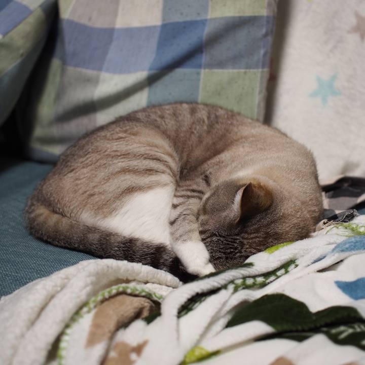 A9c4ba27 81b7 4366 a210 076c2ba68d7e 1589462743761