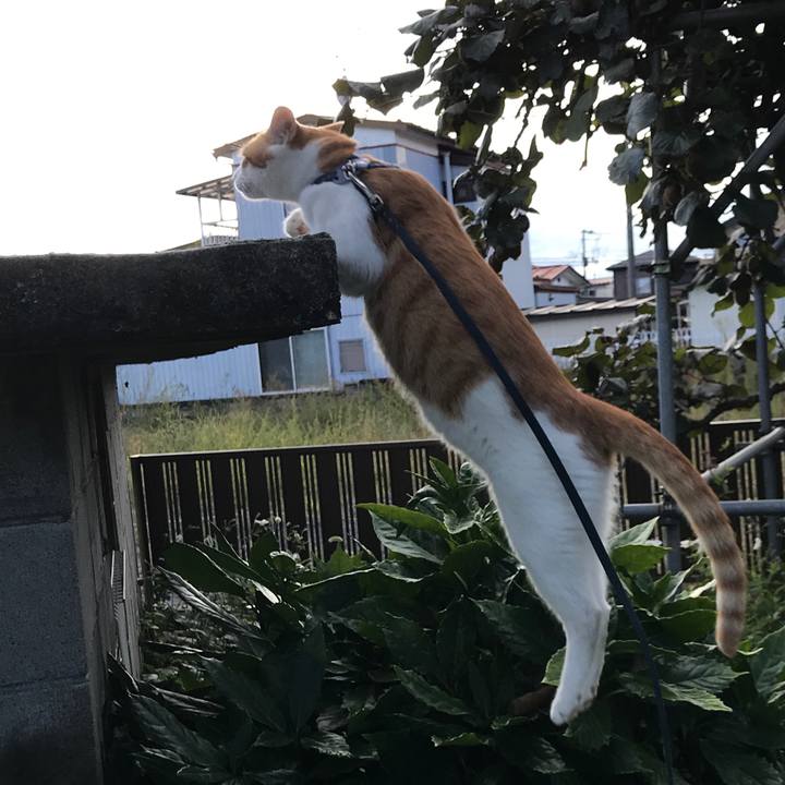 A9ca81c1 20bd 4578 a7b9 48ba9854e7d1 1537612868130