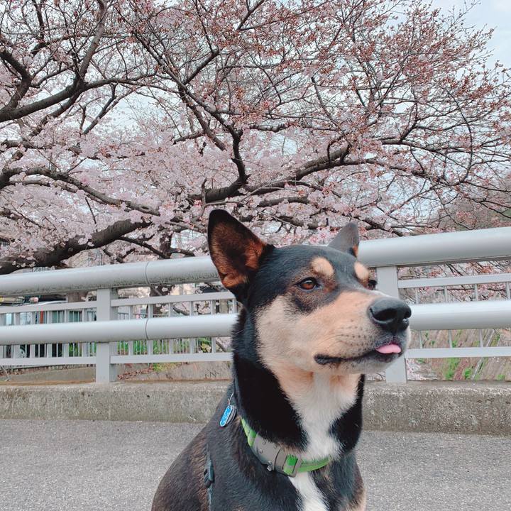 A9d51d42 f67f 4531 8703 bea7ad9ed60d 1553914193885