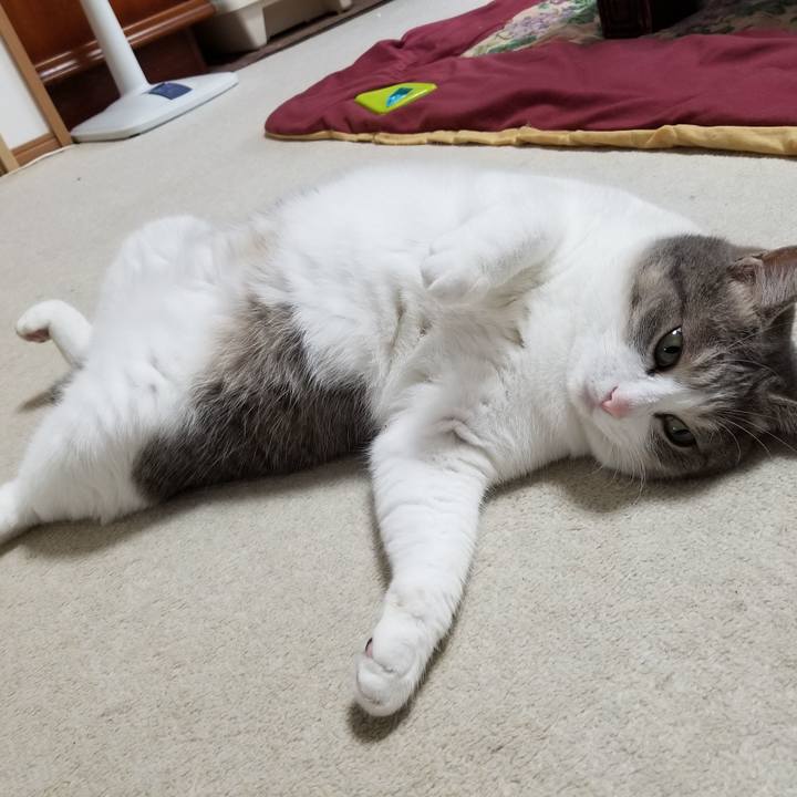 A9d86041 7bb5 4d5c a55d 6994ba550c62 1535894685730