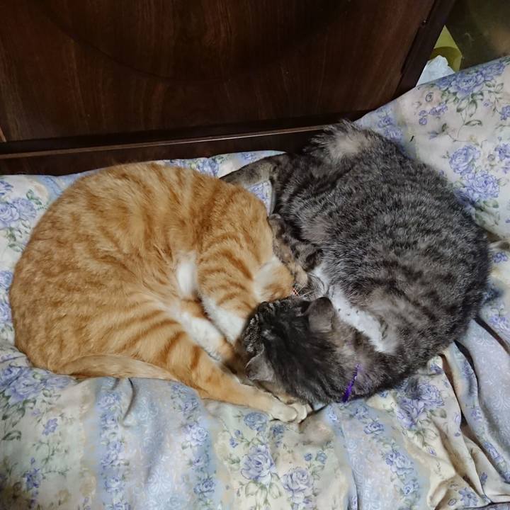 A9d971ac 72c5 4832 bb1a 611a3e186c30 1588162766580