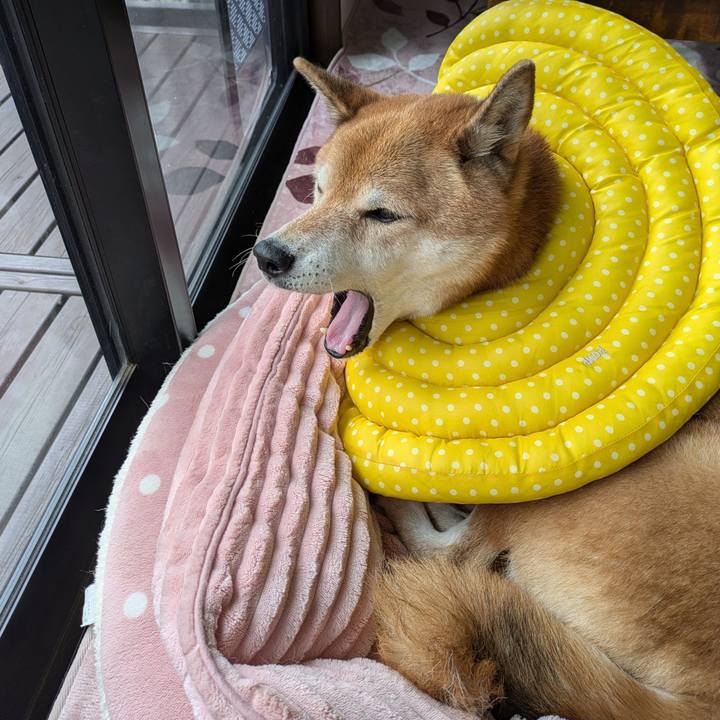 A9da2f31 e8ea 4d17 80a5 476a186a004d 1762307959934