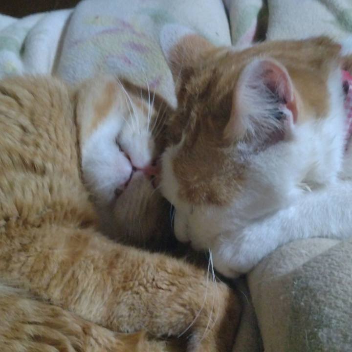 A9dc4481 116b 426a a5ce 2a380e09200d 1744019213200